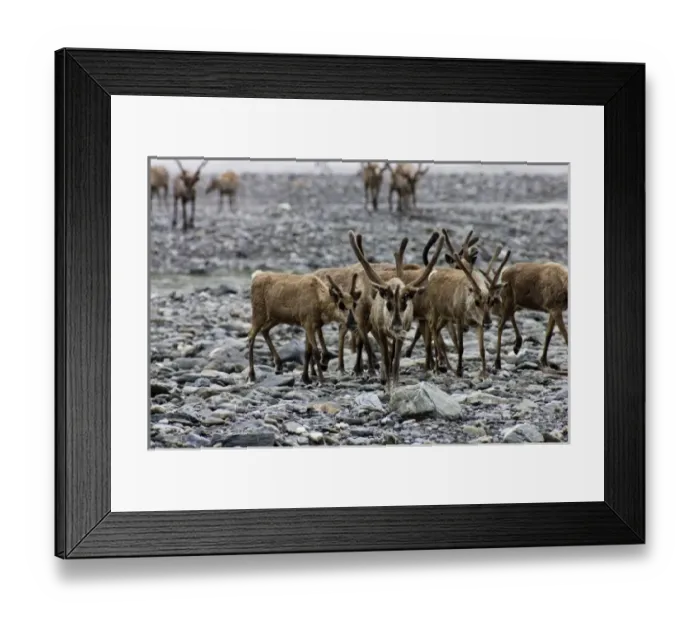 Framed Print : Caribou (Rangifer tarandus) Migrating Along the Kongakut River - Arctic National Wildlife Refuge Framed Print : Caribou (Rangifer tarandus) Migrating Along the Kongakut River - Arctic National Wildlife Refuge
