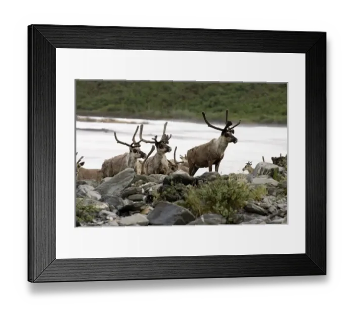 Framed Print : USA, North America, Alaska