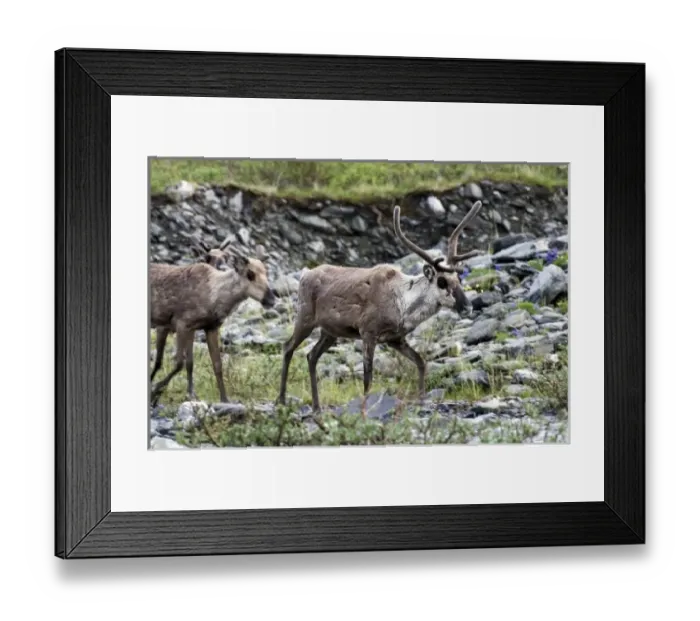 Framed Print : USA, North America, Alaska Framed Print : USA, North America, Alaska
