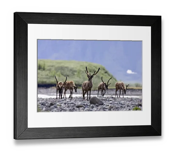 Framed Print : USA, North America, Alaska Framed Print : USA, North America, Alaska
