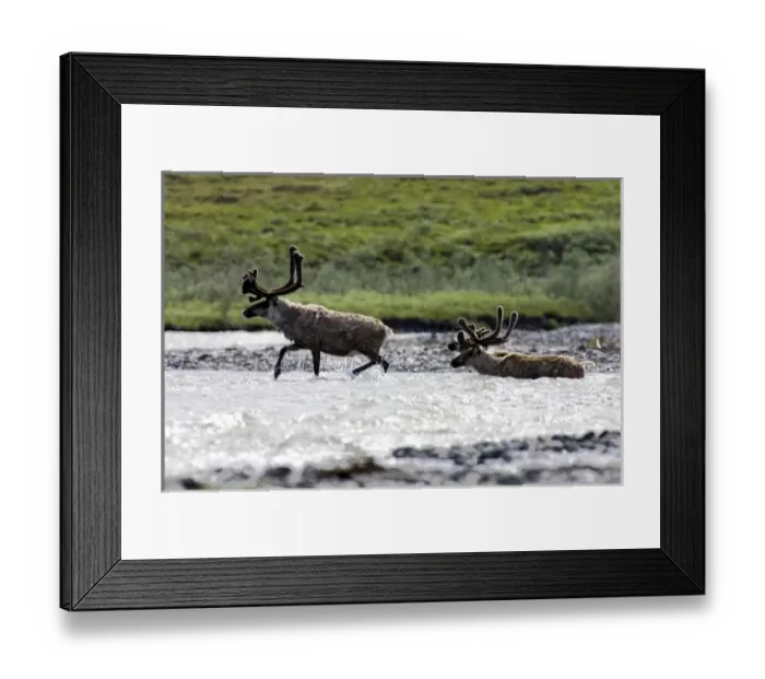 Framed Print : USA, North America, Alaska Framed Print : USA, North America, Alaska