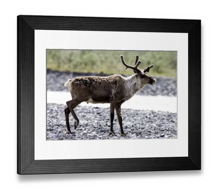 Framed Print : Portrait of a lone Caribou (Rangifer tarandus) bull migrates up the Kongakut River Framed Print : Portrait of a lone Caribou (Rangifer tarandus) bull migrates up the Kongakut River