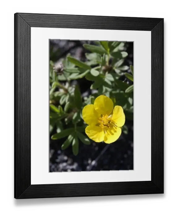 Framed Print : USA, North America, Alaska Framed Print : USA, North America, Alaska