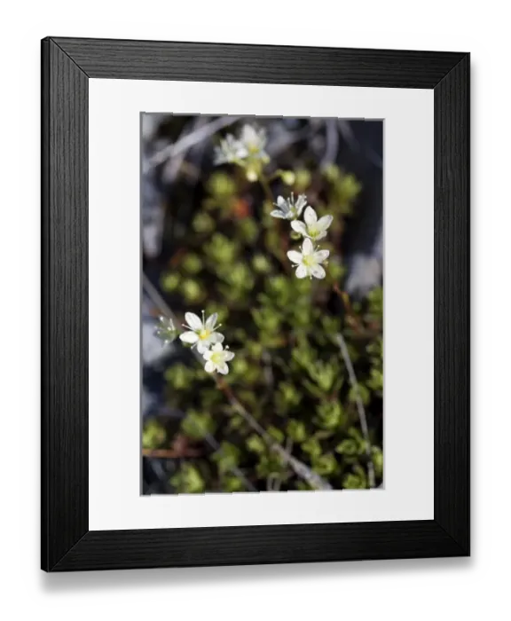 Framed Print : Prickly Saxifrage (Saxifraga tricuspidata) - Arctic National Wildlife Refuge, Alaska