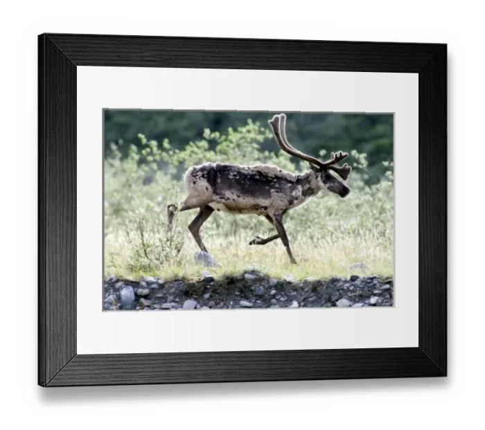 Framed Print : USA, North America, Alaska Framed Print : USA, North America, Alaska
