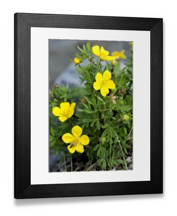 Framed Print : USA, North America, Alaska Framed Print : USA, North America, Alaska