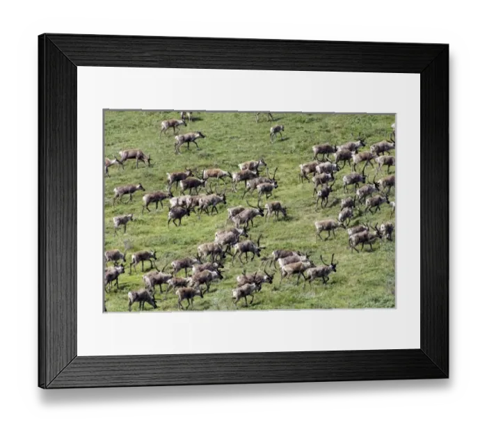 Framed Print : USA, North America, Alaska Framed Print : USA, North America, Alaska