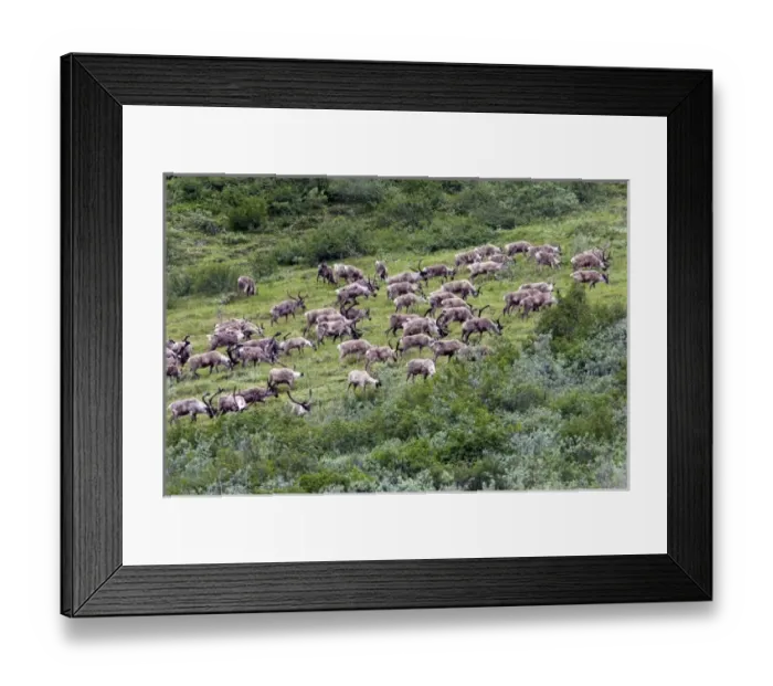 Framed Print : USA, North America, Alaska Framed Print : USA, North America, Alaska