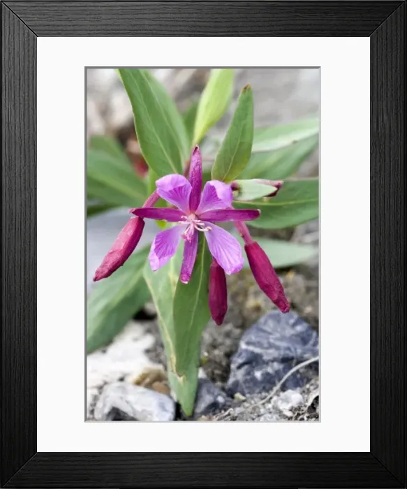 Framed Print : Broadleaf Fireweed Blossom (Chamerion latifolium) - Arctic National Wildlife Refuge Framed Print : Broadleaf Fireweed Blossom (Chamerion latifolium) - Arctic National Wildlife Refuge