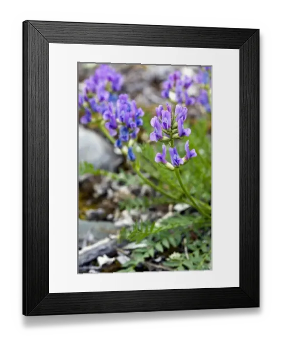 Framed Print : Northern Oxytrope (Oxytropis arctica) - Arctic National Wildlife Refuge Alaska Framed Print : Northern Oxytrope (Oxytropis arctica) - Arctic National Wildlife Refuge Alaska