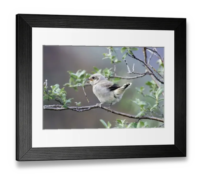 Framed Print : Northern Shrike Chick Profile (Lanius excubitor) - Arctic National Wildlife Refuge Alaska Framed Print : Northern Shrike Chick Profile (Lanius excubitor) - Arctic National Wildlife Refuge Alaska