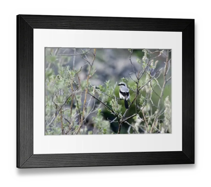 Framed Print : USA, North America, Alaska Framed Print : USA, North America, Alaska