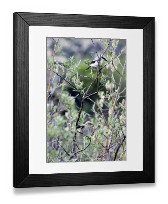 Framed Print : Mother Northern Shrike Returns To Chicks (Lanius excubitor) - Arctic National Wildlife Framed Print : Mother Northern Shrike Returns To Chicks (Lanius excubitor) - Arctic National Wildlife