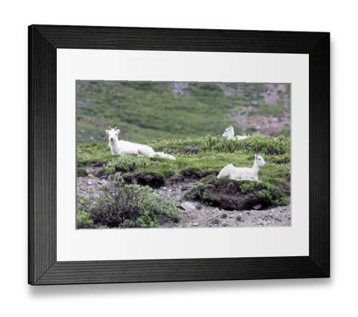 Framed Print : Resting Dall Sheep (Ovis dalli dalli) - Arctic National Wildlife Refuge, Alaska Framed Print : Resting Dall Sheep (Ovis dalli dalli) - Arctic National Wildlife Refuge, Alaska