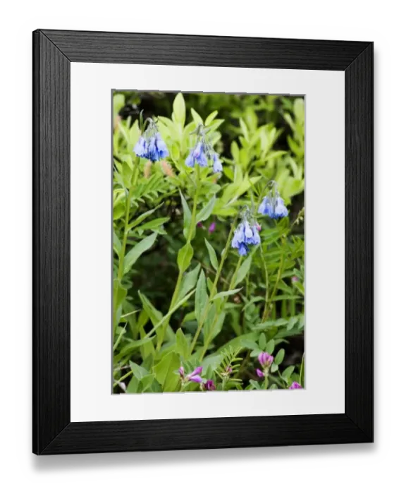 Framed Print : USA, North America, Alaska