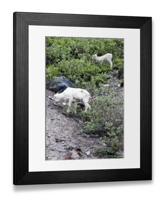 Framed Print : Dall Sheep Ewe and Lamb(Ovis dalli dalli) - Arctic National Wildlife Refuge, Alaska Framed Print : Dall Sheep Ewe and Lamb(Ovis dalli dalli) - Arctic National Wildlife Refuge, Alaska