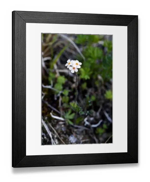 Framed Print : Rock Jasmine (Androsace chamaejasme) - Arctic National Wildlife Refuge, Alaska Framed Print : Rock Jasmine (Androsace chamaejasme) - Arctic National Wildlife Refuge, Alaska