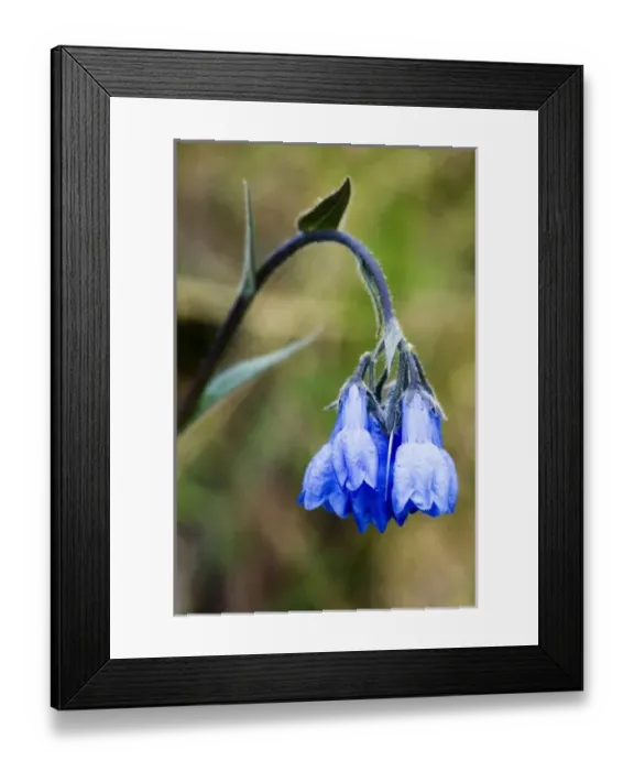 Framed Print : USA, North America, Alaska