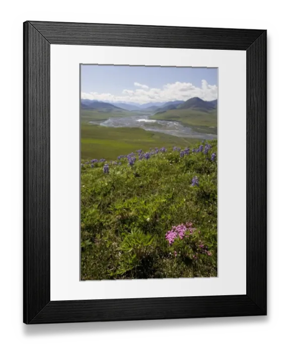 Framed Print : Caribou Pass View with Phlox & Arctic Lupine - Arctic National Wildlife Refuge, Alaska Framed Print : Caribou Pass View with Phlox & Arctic Lupine - Arctic National Wildlife Refuge, Alaska