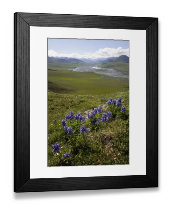 Framed Print : Caribou Pass View with Arctic Lupine (Lupinus Arcticus) - Arctic National Wildlife Refuge Framed Print : Caribou Pass View with Arctic Lupine (Lupinus Arcticus) - Arctic National Wildlife Refuge