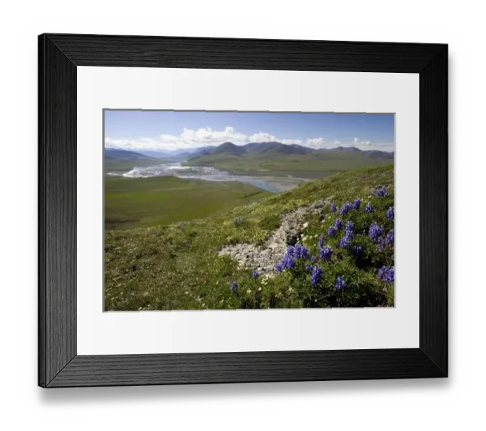Framed Print : Caribou Pass View with Arctic Lupine (Lupinus Arcticus) - Arctic National Wildlife Refuge