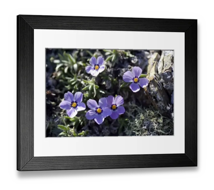 Framed Print : Arctic Phlox (Phlox borealis) - Arctic National Wildlife Refuge, Alaska Framed Print : Arctic Phlox (Phlox borealis) - Arctic National Wildlife Refuge, Alaska