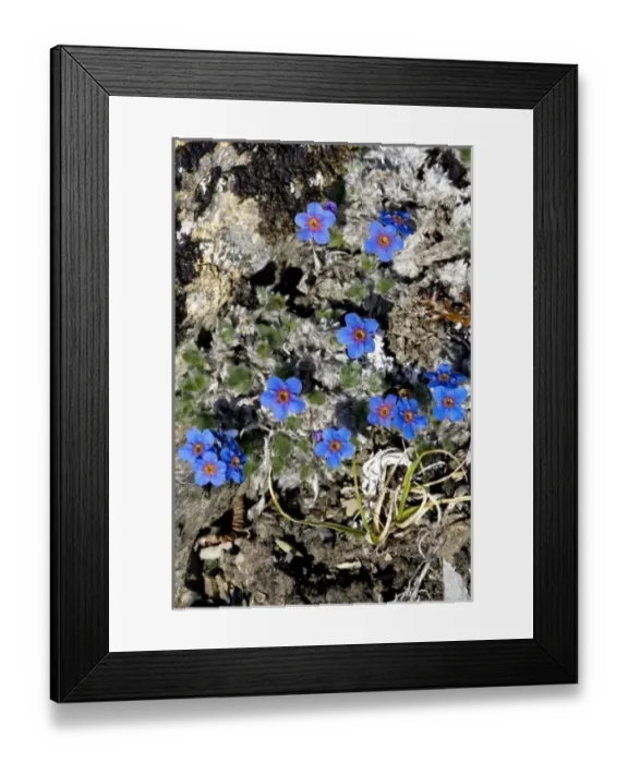 Framed Print : Arctic Forget-Me-Nots (Eritrichium nanum aretioides) - Arctic National Wildlife Refuge Framed Print : Arctic Forget-Me-Nots (Eritrichium nanum aretioides) - Arctic National Wildlife Refuge