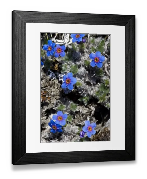Framed Print : Arctic Forget-Me-Nots (Eritrichium nanum aretioides) - Arctic National Wildlife Refuge Framed Print : Arctic Forget-Me-Nots (Eritrichium nanum aretioides) - Arctic National Wildlife Refuge