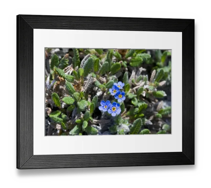 Framed Print : USA, North America, Alaska Framed Print : USA, North America, Alaska