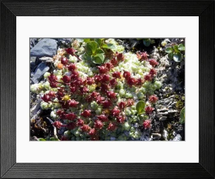 Framed Print : Purple Mountain Saxifrage (Saxifraga oppositifolia) - Arctic National Wildlife Refuge