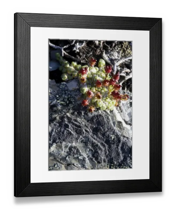 Framed Print : USA, North America, Alaska Framed Print : USA, North America, Alaska