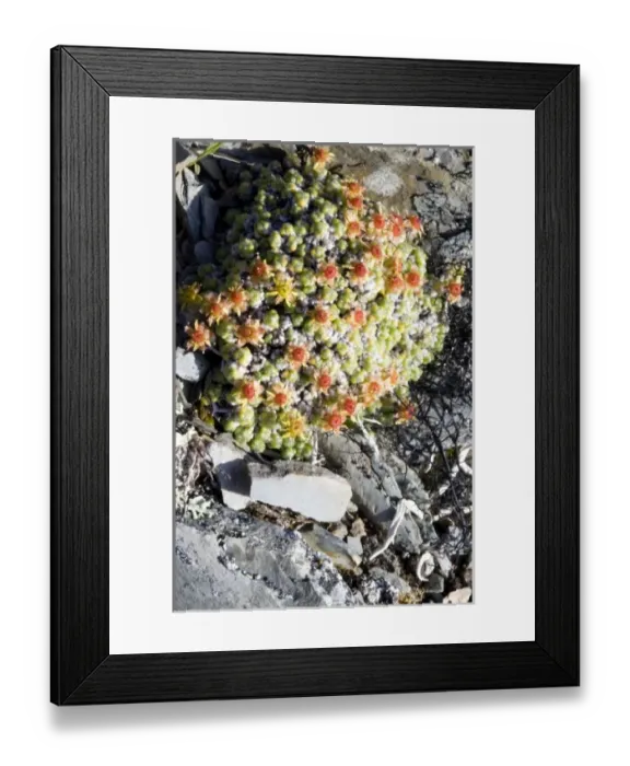 Framed Print : USA, North America, Alaska Framed Print : USA, North America, Alaska
