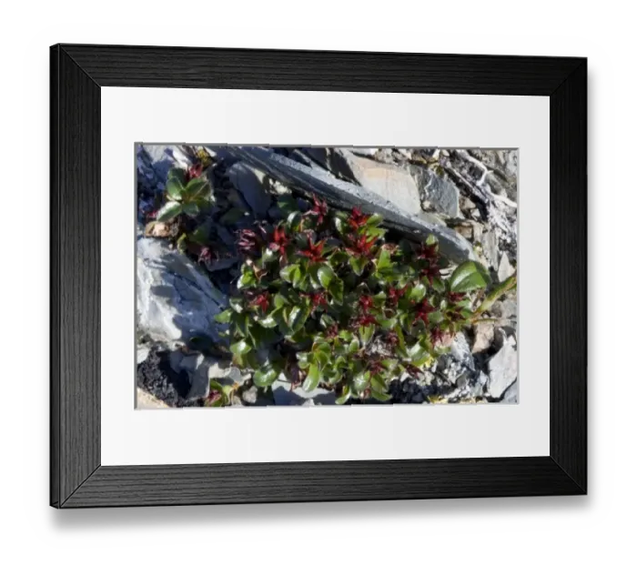 Framed Print : Unknown. Least Willow (Salix rotundifolia) - Arctic National Wildlife Refuge, Alaska Framed Print : Unknown. Least Willow (Salix rotundifolia) - Arctic National Wildlife Refuge, Alaska