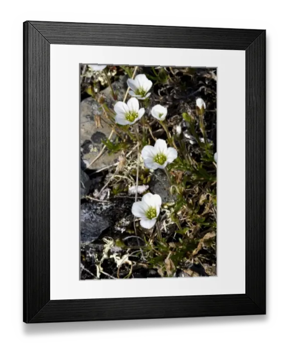 Framed Print : USA, North America, Alaska