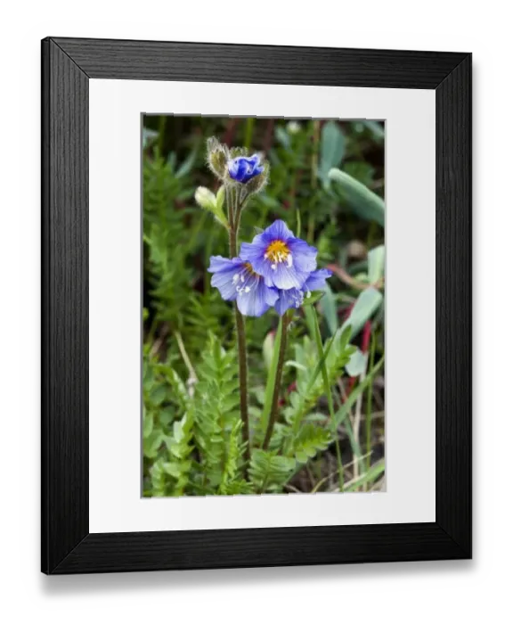 Framed Print : USA, North America, Alaska Framed Print : USA, North America, Alaska