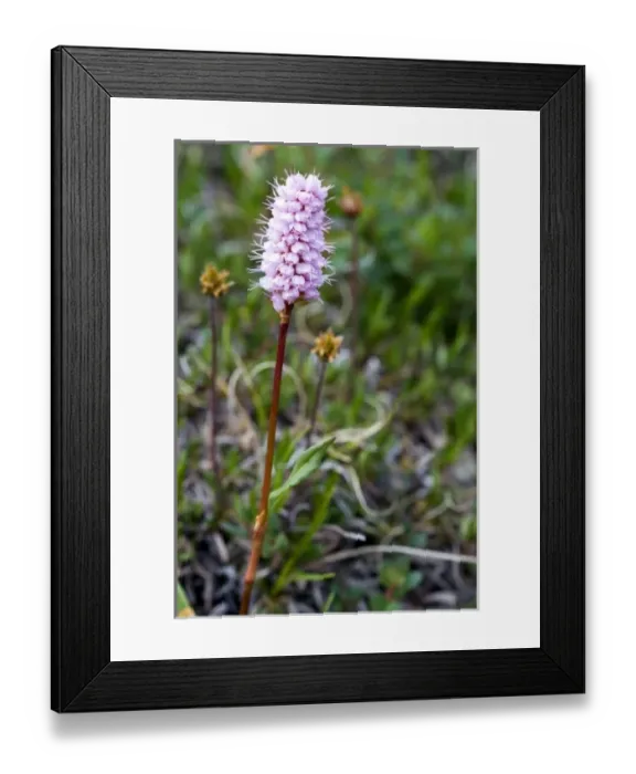 Framed Print : Pink Meadow Bistort (Polygonum bistorta) - Arctic National Wildlife Refuge, Alaska Framed Print : Pink Meadow Bistort (Polygonum bistorta) - Arctic National Wildlife Refuge, Alaska
