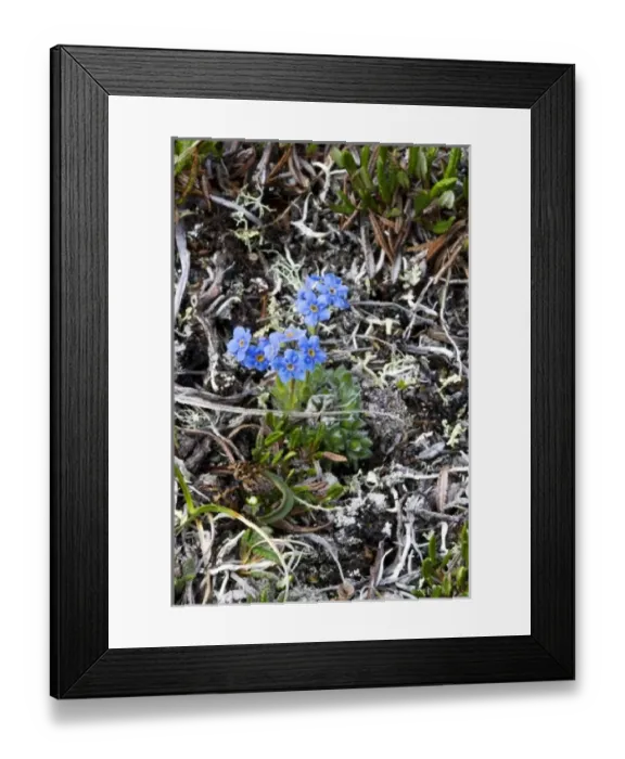 Framed Print : USA, North America, Alaska