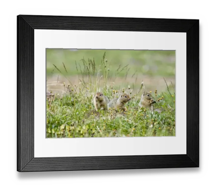 Framed Print : USA, North America, Alaska