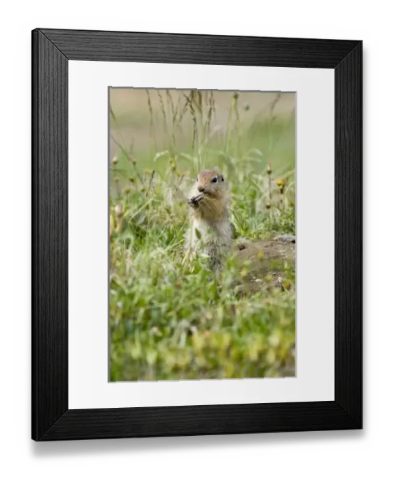 Framed Print : USA, North America, Alaska Framed Print : USA, North America, Alaska