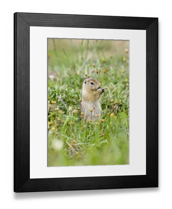 Framed Print : USA, North America, Alaska Framed Print : USA, North America, Alaska