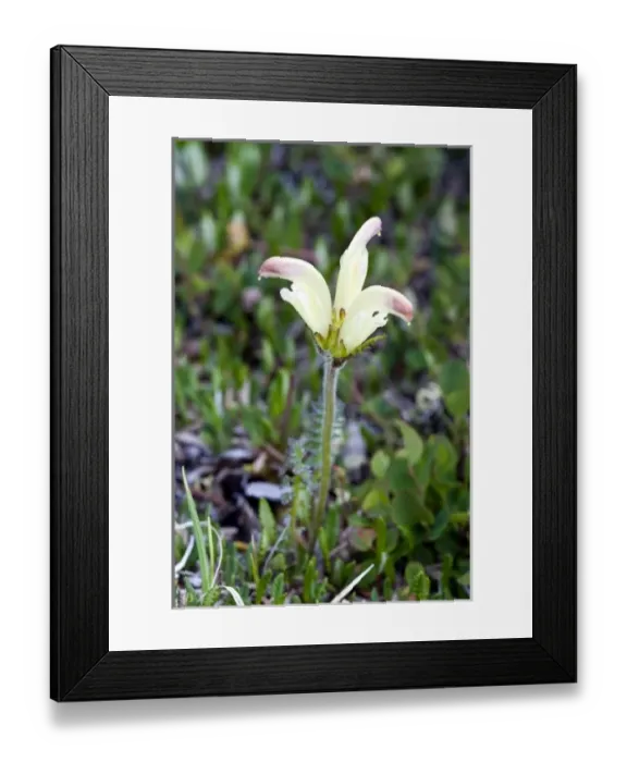 Framed Print : Capitate Lousewort (Pedicularis capitata) - Arctic National Wildlife Refuge, Alaska