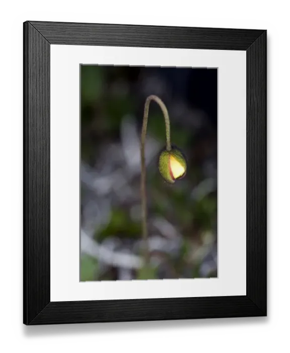 Framed Print : Alaska, Arctic National Wildlife Refuge, Arctic Poppy