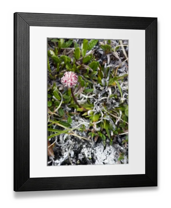 Framed Print : USA, North America, Alaska