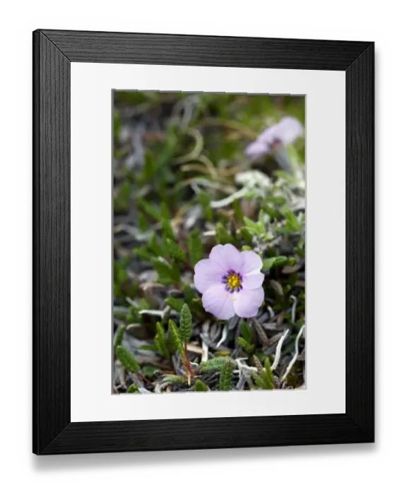 Framed Print : USA, North America, Alaska Framed Print : USA, North America, Alaska