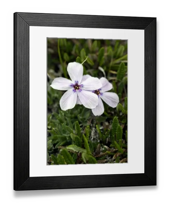 Framed Print : Arctic Phlox (Phlox borealis) - Arctic National Wildlife Refuge, Alaska Framed Print : Arctic Phlox (Phlox borealis) - Arctic National Wildlife Refuge, Alaska