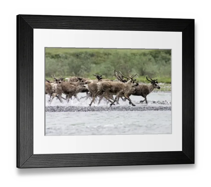 Framed Print : USA, North America, Alaska Framed Print : USA, North America, Alaska