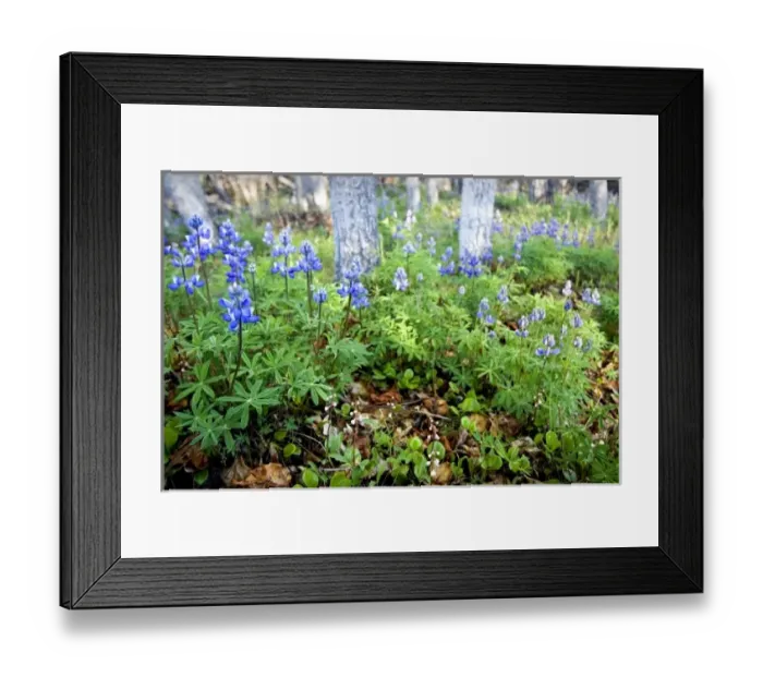 Framed Print : Arctic Lupine (Lupinus Arcticus) meadow and Balsam Poplar forest - Arctic National Wildlife Refuge Framed Print : Arctic Lupine (Lupinus Arcticus) meadow and Balsam Poplar forest - Arctic National Wildlife Refuge