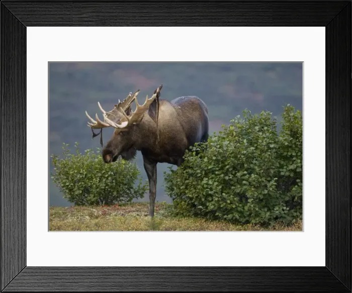 Framed Print : Moose, Alces alces, shedding velvet in Denali National Park, Alaska, USA Framed Print : Moose, Alces alces, shedding velvet in Denali National Park, Alaska, USA