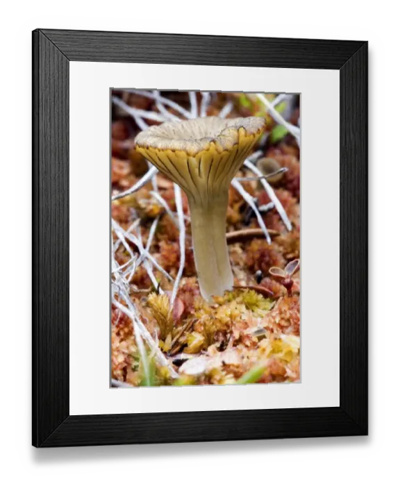 Framed Print : An arctic mushroom (approximately 3cm tall) emerges from wet tundra - Arctic National Framed Print : An arctic mushroom (approximately 3cm tall) emerges from wet tundra - Arctic National