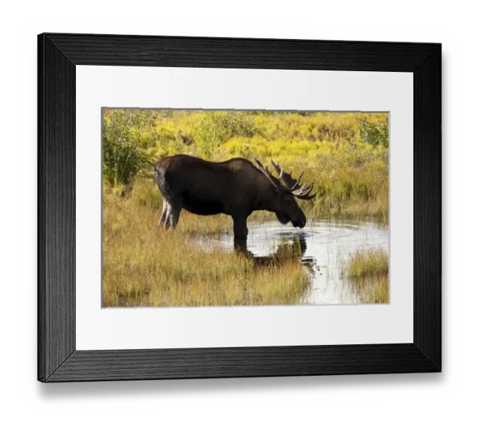 Framed Print : USA, North America, Alaska Framed Print : USA, North America, Alaska